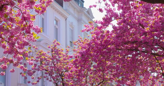 Beautiful blooming Japanese cherry trees - camera pan - ProRes |  The video was shot from public ground