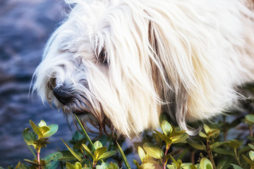Cute White Dog on Meadow