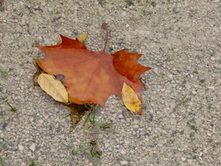 Leaf in puddle