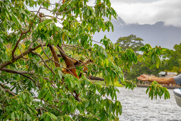 a wealthy male tourist on a boat and a monkey on a tropical island stretch their hands out to each other and looking for contact