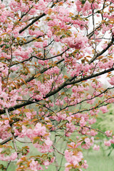 beautiful pink cherry blossoms on tree branches during flowering in the Botanical garden