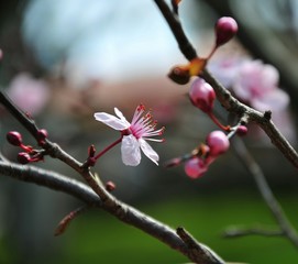 branch of apple tree with flowers