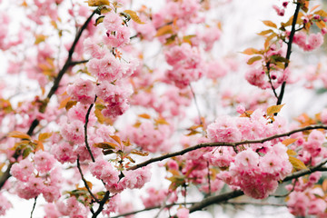 beautiful pink cherry blossoms on tree branches during flowering in the Botanical garden