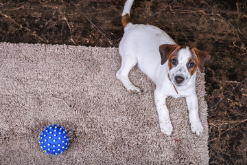 Dog Jack Russell with ball on a beige carpet. Puppy. Mockup with copy space place for text. Top...