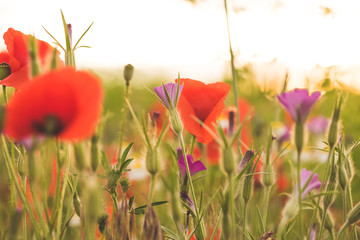 Naklejka premium Colorful flowering herb meadow with red poppies and other blooming wildflowers. Bee pasture for honey production in sunlight. Photo suitable as wall decoration in the wellness area