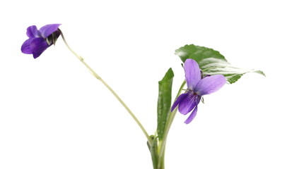 Violets flowers, viola odorata  isolated on white background