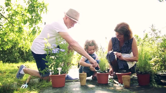 Senior grandparents and granddaughter gardening in the backyard garden.