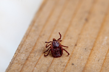 A dangerous parasite and infection carrier mite