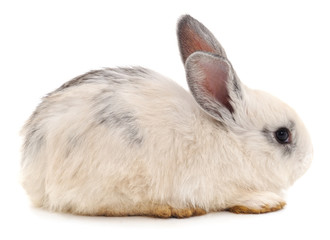 Obraz premium One white rabbit.
