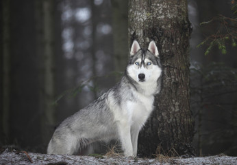 black and white siberian husky in wood © Taras