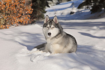 Naklejka premium Siberian husky on snow