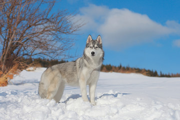 Siberian husky on snow