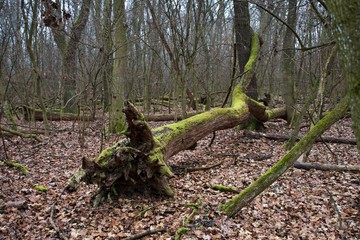 Danube forest in winter without snow, Slovakia, Europe