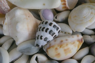Assorted shells with black and white patterned shell at the center of the image