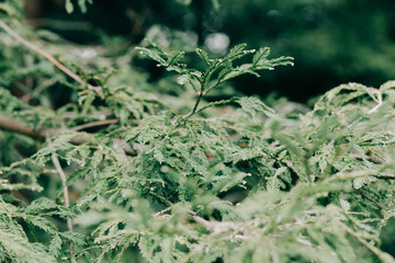 young green spruce branches with small cones, natural background