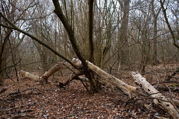 Danube forest in winter without snow, Slovakia, Europe