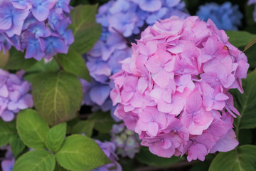 Many hydrangea flowers growing in the garden, floral background.Hydrangea is pink, blue, lilac, violet, flowers are blooming in spring and summer at sunset in park,garden.many fresh blossom