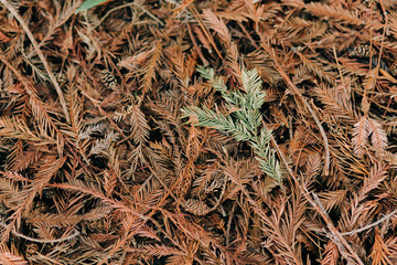 wooden background of fallen coniferous branches and needles