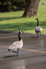 Canadian Geese