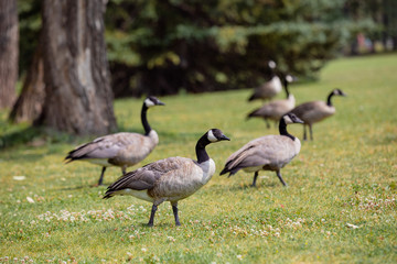 Fototapeta premium Canadian Geese