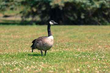 Canadian Goose