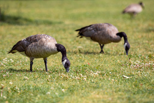 Canadian Geese