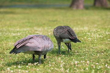 Canadian Geese