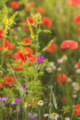 Colorful flowering herb meadow with colorful blooming wildflowers. Bee pasture for honey production in sunlight. Meadow flowers photographed landscape format suitable as wall decoration in the wellnes
