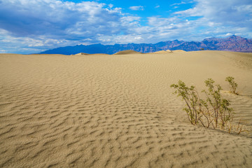 mesquite flat sand dunes in death valley, california, usa