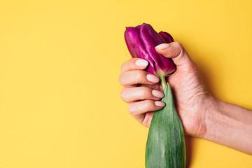 A hand with a beautiful manicure holds a tulip.