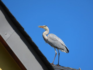 Grey heron on roof