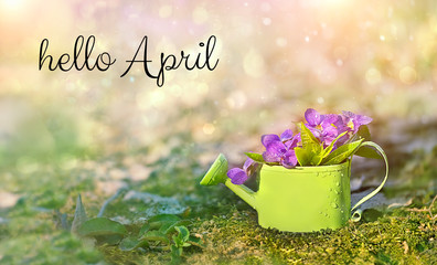 Hello April. violet flowers in mini watering can. beautiful spring season concept