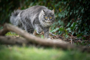 Naklejka na ściany i meble blue tabby maine coon cat walking in nature looking at camera