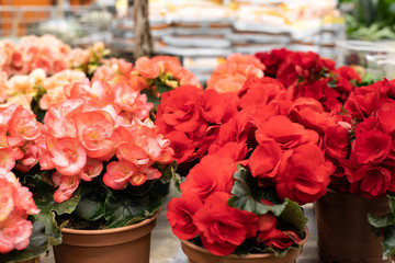 Scarlet red begonia blossom in a flower pot. Several flowering begonia bushes in pots on the windowsill, potted indoor plants