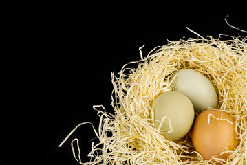 goose and chicken Ecological farm eggs in a nest isolated on a black background