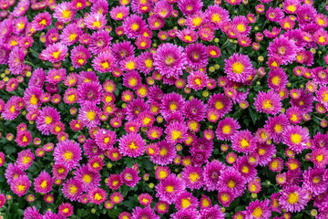 Bush of magenta magenta chrysanthemum blossom, top view. Bright pink bouquet of natural natural blooming chrysanthemums, backdrop wallpaper background