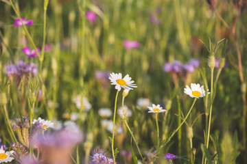 Colorful flowering herb meadow with purple blooming phacelia, orange calendula officinalis and wild chamomile. Meadow flowers photographed landscape format suitable as wall decoration in wellness area
