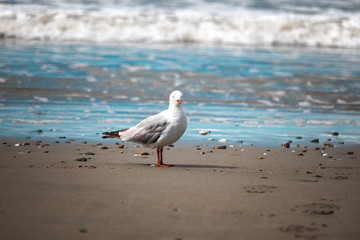 Seagull on a beach