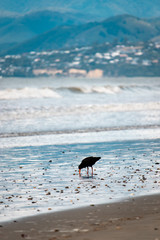 Oystercatcher on the beach