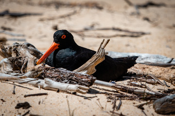 Oystercatcher