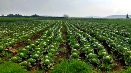 Cabbage fields ready to pick 