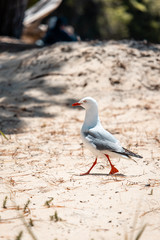 seagull