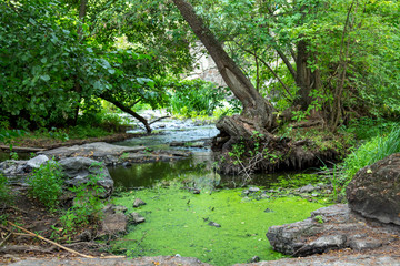 Mountain river among the old green forest