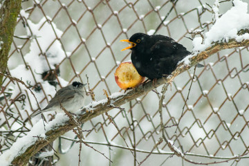 Blackbird and sylvia birds eating apple together