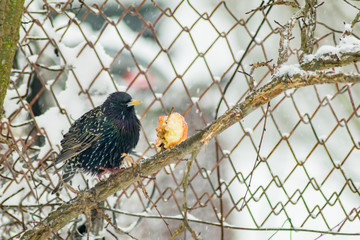 Flock of starllings sitting and eating apples