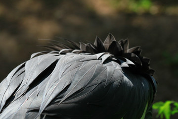Fototapeta premium graue Vogekfedern wunderschön