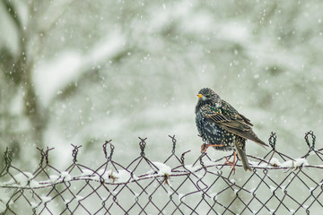 Starling in the winter in snow wildlife