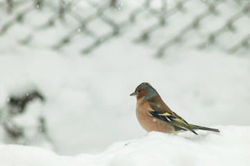 Finch bird winter in wildlife