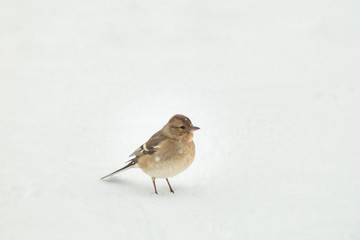 Finch bird winter in wildlife