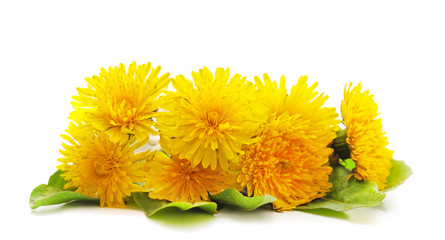 Bouquet of dandelion.